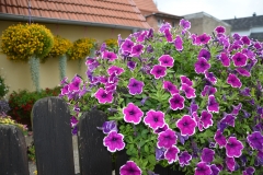 Blumenschmuck 6.8 (29)
